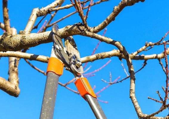 Kuhaulua Landscaping and Tree Service