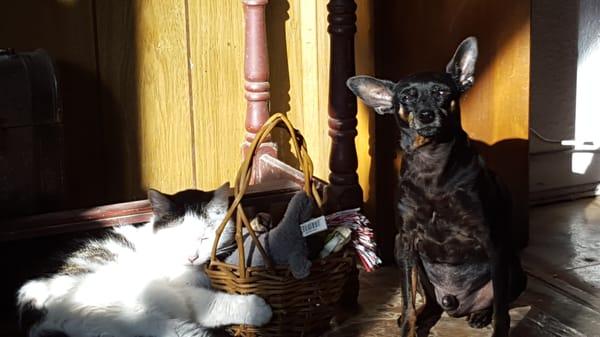 Angel's Love Pet Sitting