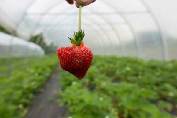 Lakeview Hill Farm & Market