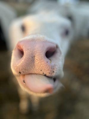 Perrydell Farm Dairy