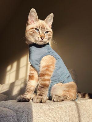 Humboldt Spay Neuter Clinic