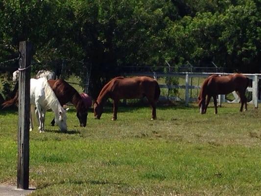 Escudero Pasofino Riding School