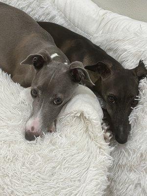 All About Training Dogs