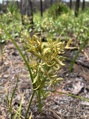 Point Washington Forest - Eastern Lake Trail