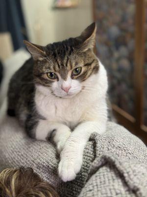 Cheeseman Martial Arts Brazilian Jiu Jitsu