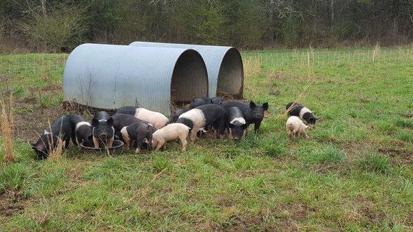Field of Dreams Farm