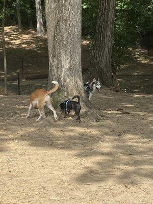 Mary Warner Mack Dog Park