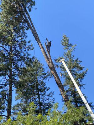 Double Black Diamond Tree Service