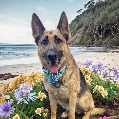 One happy and well-groomed pooch!