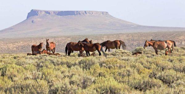Pilot Butte Wild Horse Scenic Tour