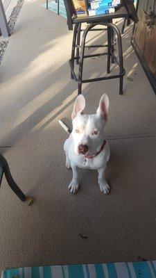 Rupert!! Pit Bull mix rescue. Dr Lepardo takes very good care of me !!