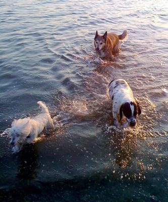 Four Paws and a Leash