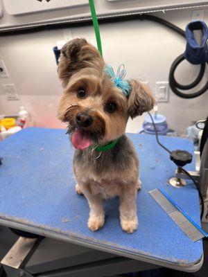 Aussie Pet Mobile of Livingston and Westfield