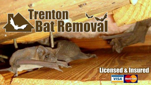 Trenton Bat Removal