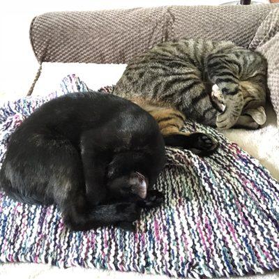 Paws Pet Animal Welfare Society