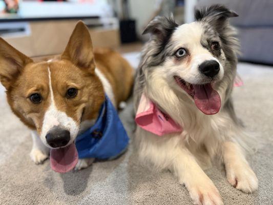 Wiggles And Wags Pet resort