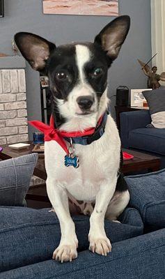 Barks & Bones Boutique