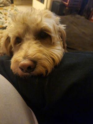 Zoey the mini Golden Doodle