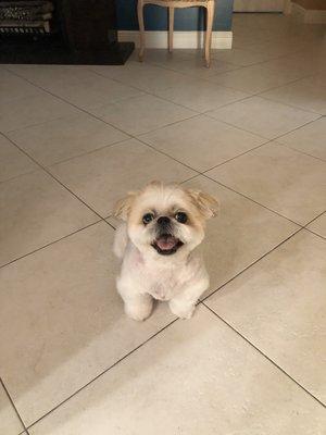 Happy Dog Grooming & Pet Shop