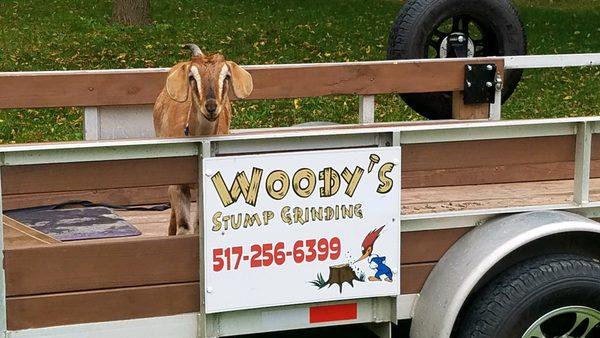 Woody's Stump Grinding