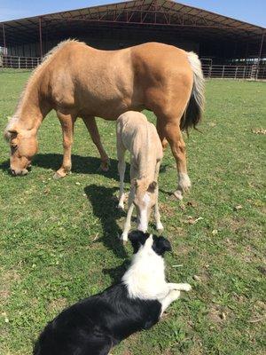 Bear Creek Veterinary Hospital