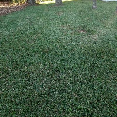 Sow Green Lawn Care