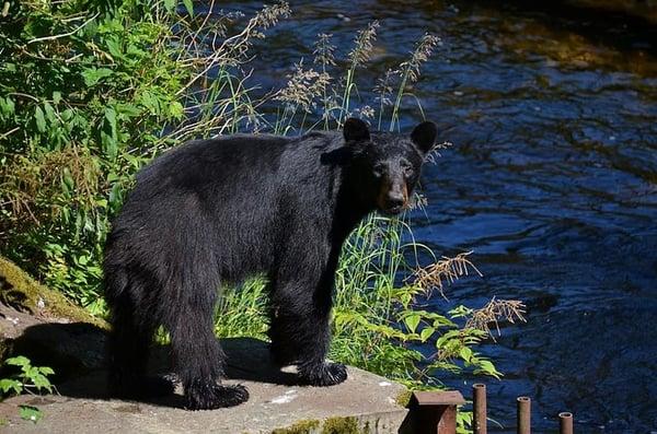 Mr. Fun Tours in Alaska