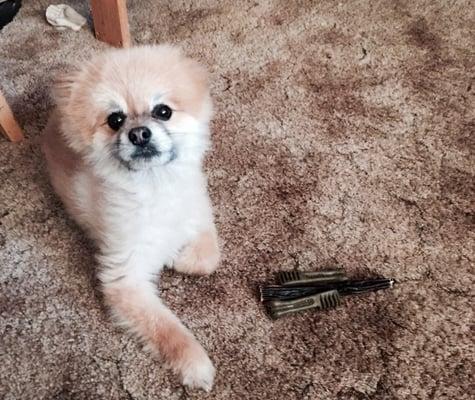 Paws Plus Pet Sitters