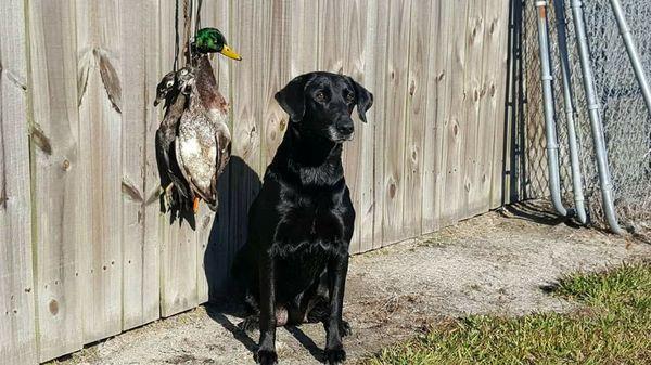 Double Barrel Retrievers
