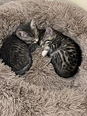 Cats and Comics Rescue