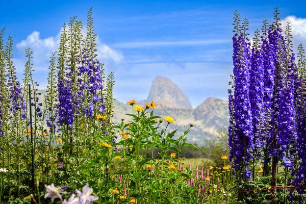 Green Mountain Gardens