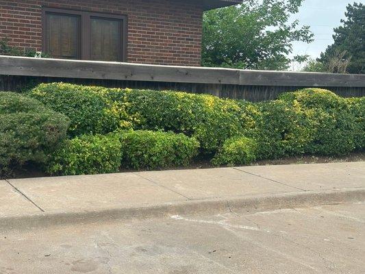 Willow B's Lawn and Treez