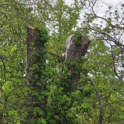 Remove oak tree
2023