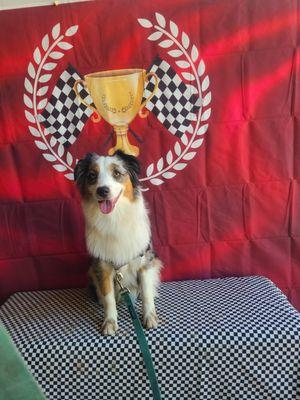 My boy at his first agility trial.