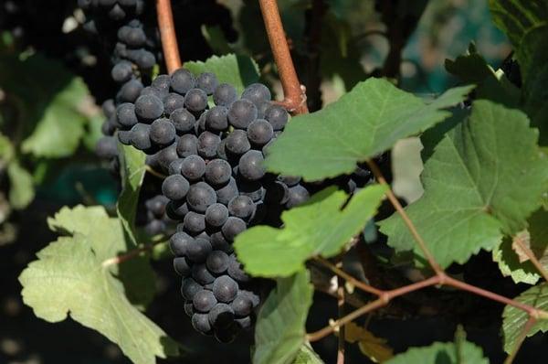 Corralitos Pinot Noir