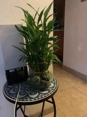 Selena’s and Nicola's Services