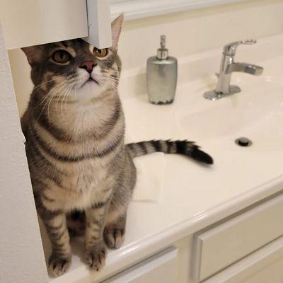 Furry Furbaby Pet Sitter