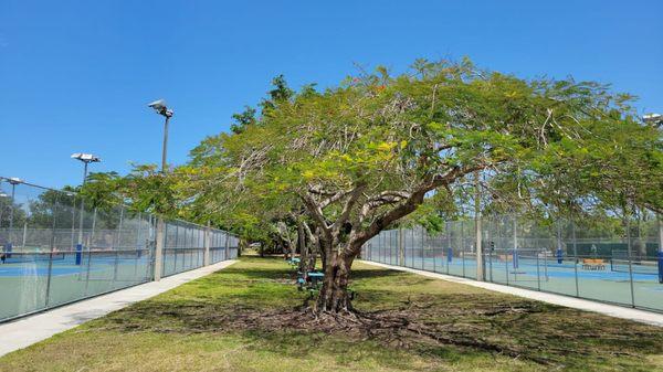 David Ensignia Tennis Academy - East Kendall