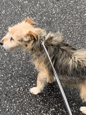 Rudy and his first visit to Haywood.. he liked it