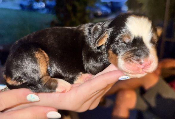 Hackney Hills Poodles & Doodles