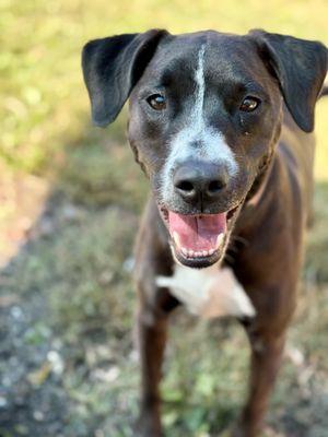 Southern Oasis Pet Resort & Spa