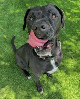 Creature Comfort BnB