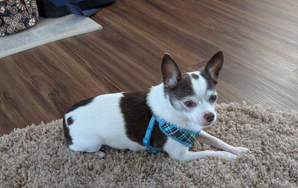 The Chihuahua that doesn't have glaucoma