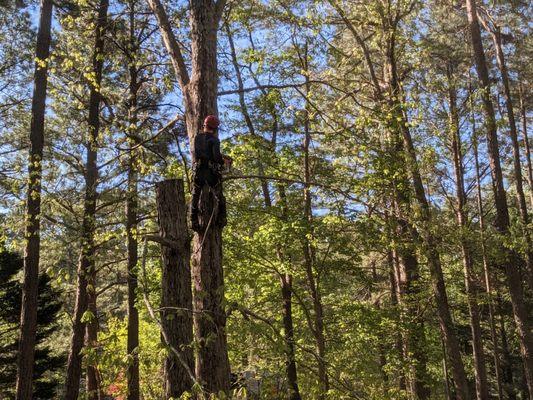 Dolley Tree Service And Landscaping Co.