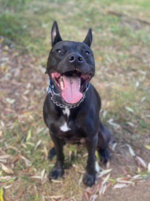 Doggtastic Adventures