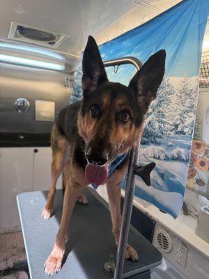 Upright’s Pup Pawlor