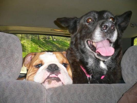 Good Dog Walking and Training