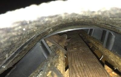Cajun Critter Removal