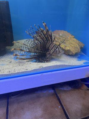 Seascape Aquarium & Pet Center