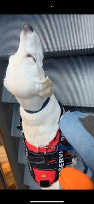 Cottage Bakery & Cafe